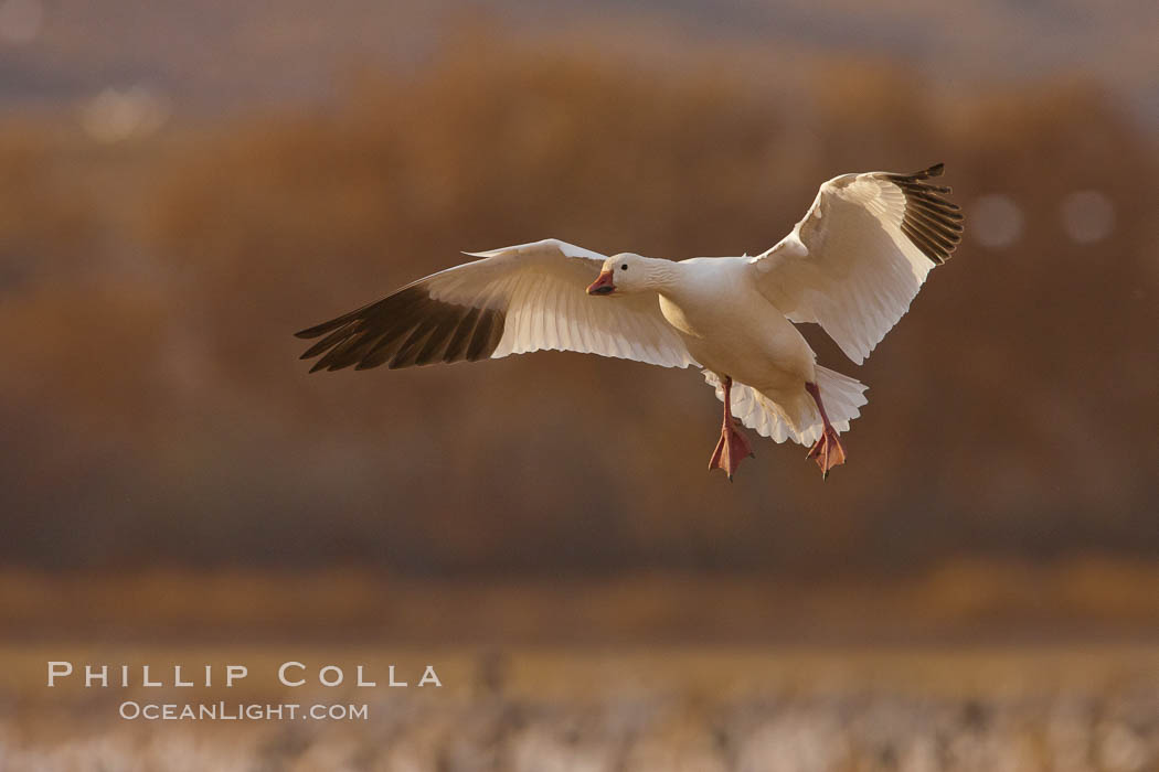 Snow goose in flight. Bosque Del Apache, Socorro, New Mexico, USA, Chen caerulescens, natural history stock photograph, photo id 26271