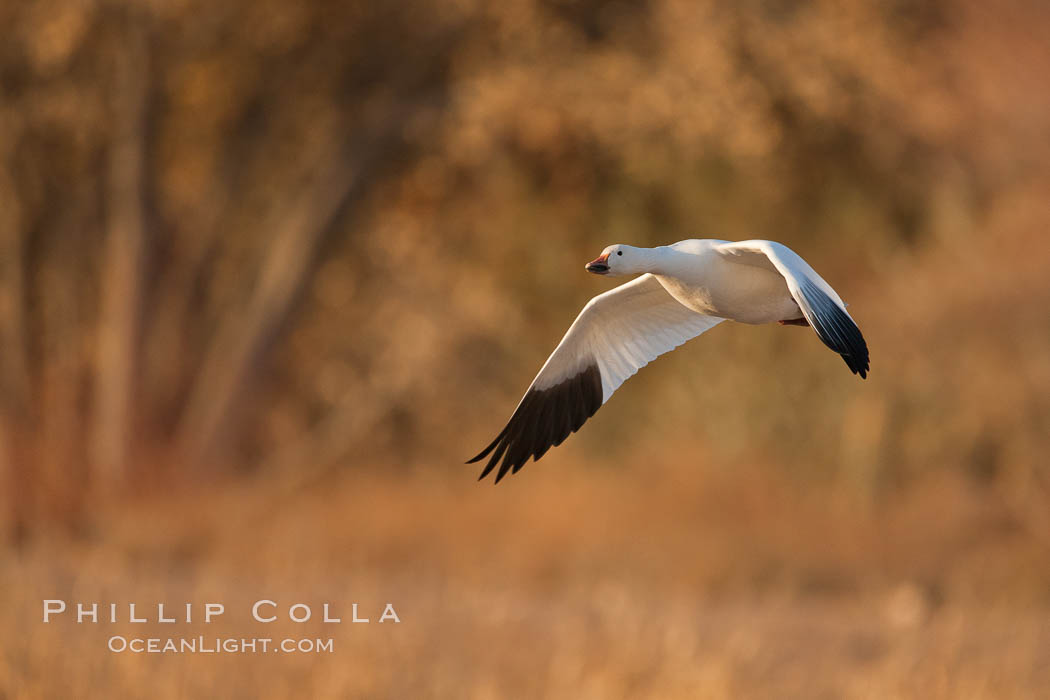 Snow goose in flight. Bosque Del Apache, Socorro, New Mexico, USA, Chen caerulescens, natural history stock photograph, photo id 26229