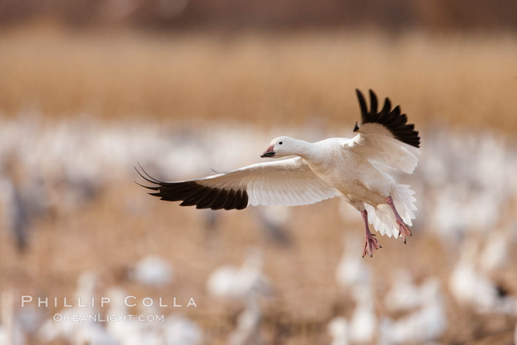 Snow goose in flight. Bosque Del Apache, Socorro, New Mexico, USA, Chen caerulescens, natural history stock photograph, photo id 26249