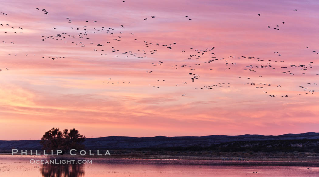 Flocks of geese at sunrise, in flight. Bosque del Apache National Wildlife Refuge, Socorro, New Mexico, USA, Chen caerulescens, natural history stock photograph, photo id 26419