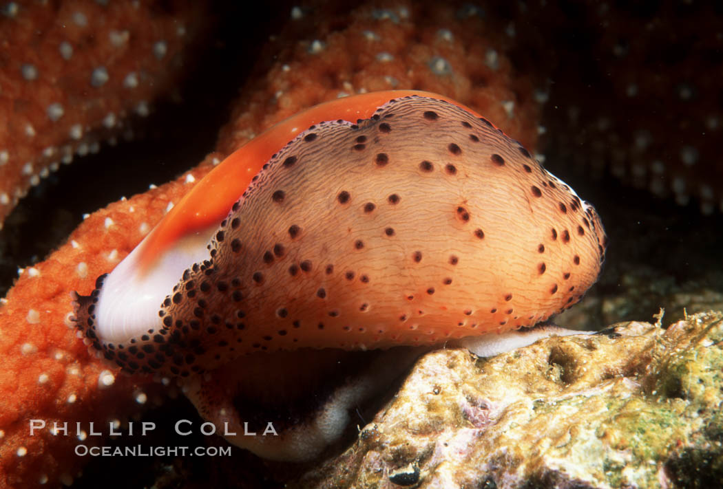 Chestnut cowrie with mantle extended. San Miguel Island, California, USA, Cypraea spadicea, natural history stock photograph, photo id 01062