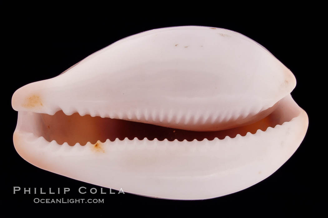 Chestnut Cowrie, Date Cowrie. California, USA, Cypraea spadicea, natural history stock photograph, photo id 08326