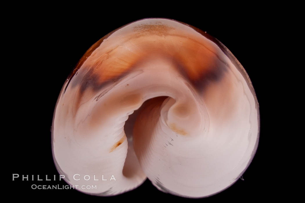 Chestnut Cowrie, Date Cowrie. California, USA, Cypraea spadicea, natural history stock photograph, photo id 08328