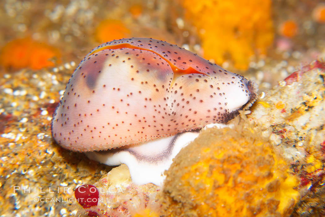 Chestnut cowry, mantle exposed to completely cover the hard exterior shell., Cypraea spadicea, natural history stock photograph, photo id 14020