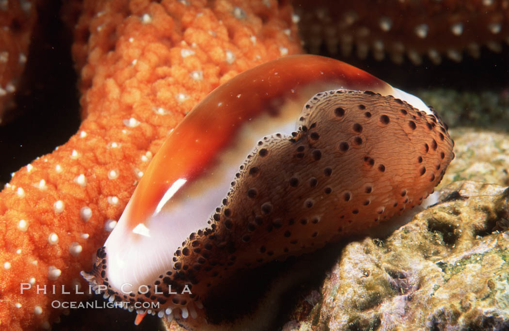 Chestnut cowrie with mantle extended. San Miguel Island, California, USA, Cypraea spadicea, natural history stock photograph, photo id 01035