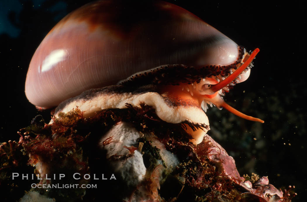 Chestnut cowrie with eye stalks extended. Laguna Beach, California, USA, Cypraea spadicea, natural history stock photograph, photo id 02555