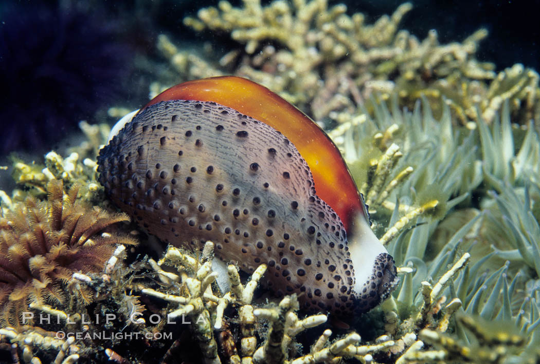 Chestnut cowrie with mantle extended, feather duster worm. Santa Cruz Island, California, USA, Cypraea spadicea, Eudistylia polymorpha, natural history stock photograph, photo id 01061