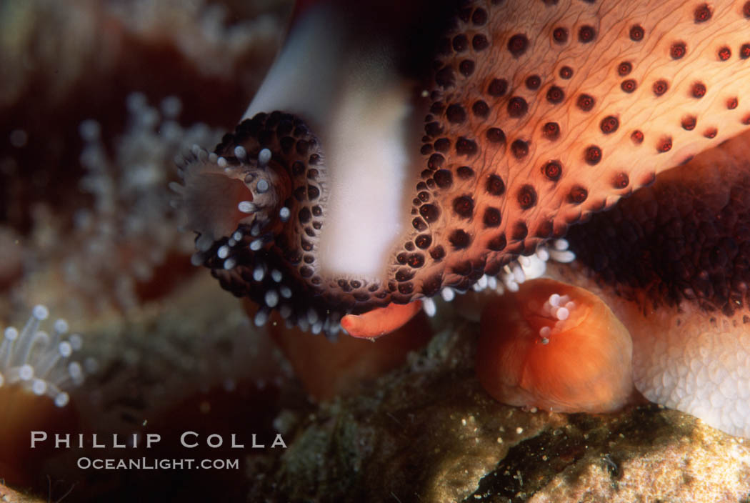 Chestnut cowry, mantle exposed. San Miguel Island, California, USA, Cypraea spadicea, natural history stock photograph, photo id 05385