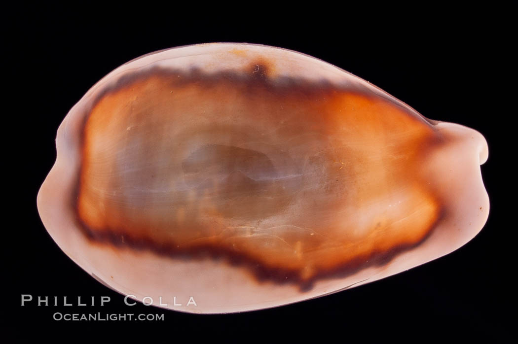 Chestnut Cowrie, Date Cowrie. California, USA, Cypraea spadicea, natural history stock photograph, photo id 08325