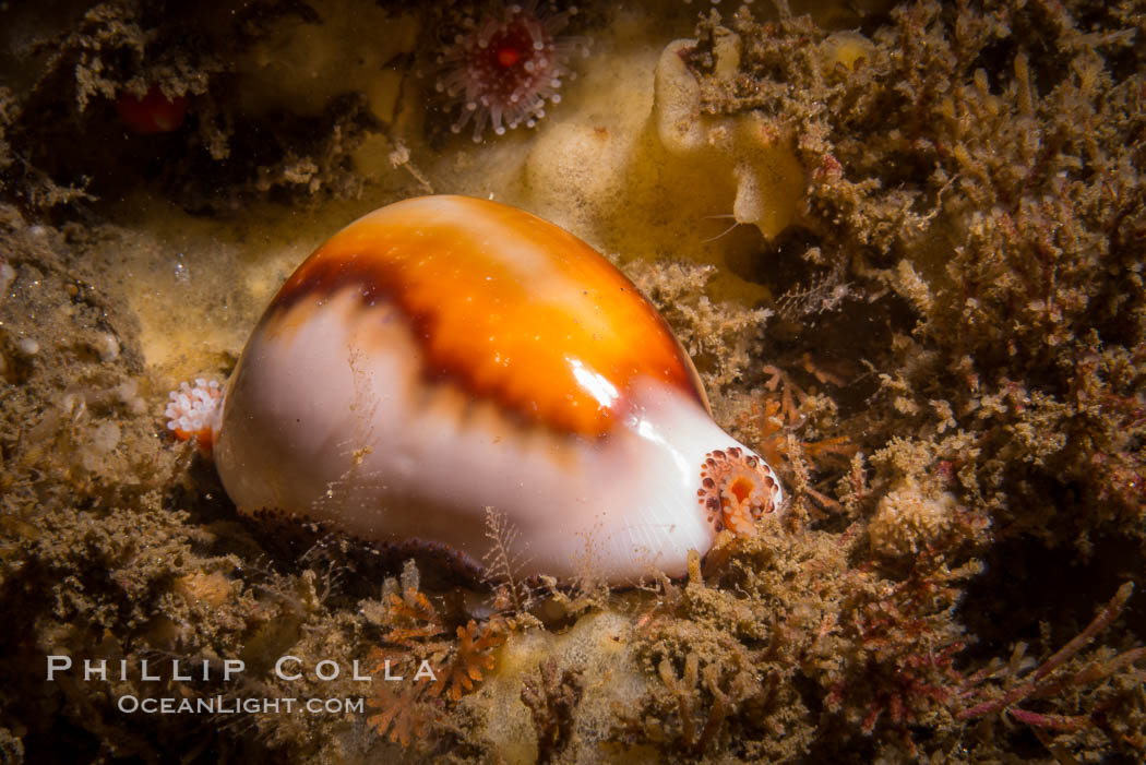 Chestnut cowry. San Diego, California, USA, Cypraea spadicea, natural history stock photograph, photo id 34206