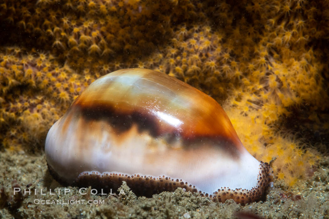 Chestnut cowrie with mantle withdrawn, in front of golden gorgonian. San Diego, California, USA, Cypraea spadicea, natural history stock photograph, photo id 37289