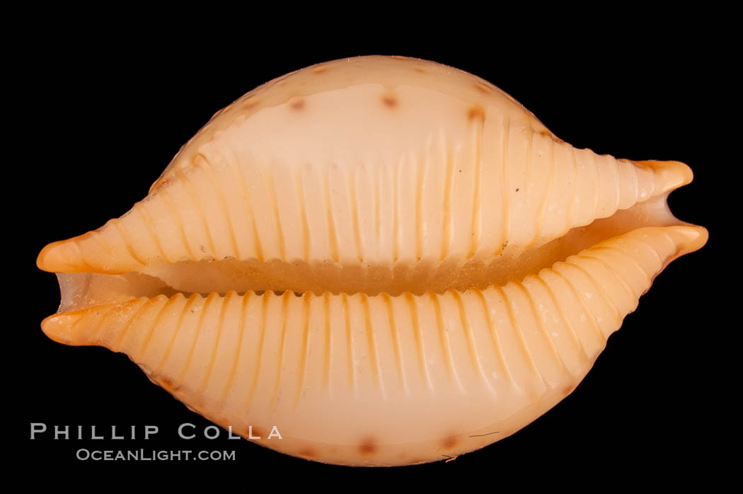 Chick-pea Cowrie., Cypraea cicercula, natural history stock photograph, photo id 08086