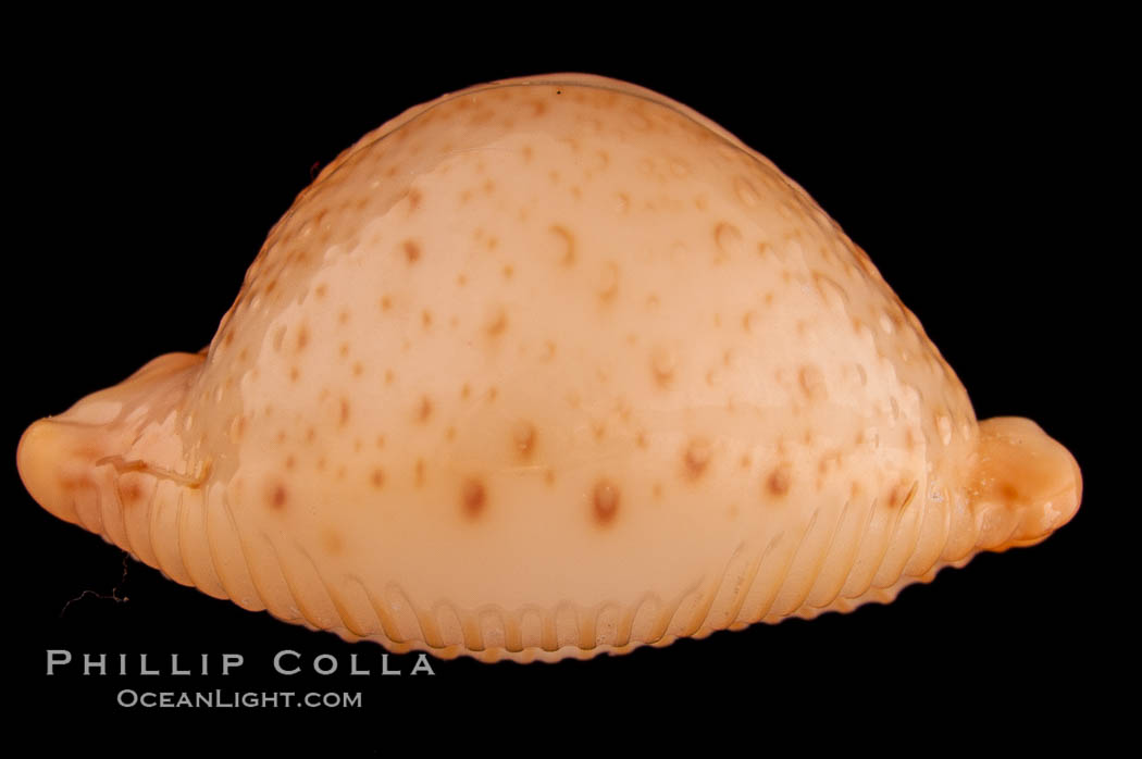 Chick-pea Cowrie., Cypraea cicercula, natural history stock photograph, photo id 08087