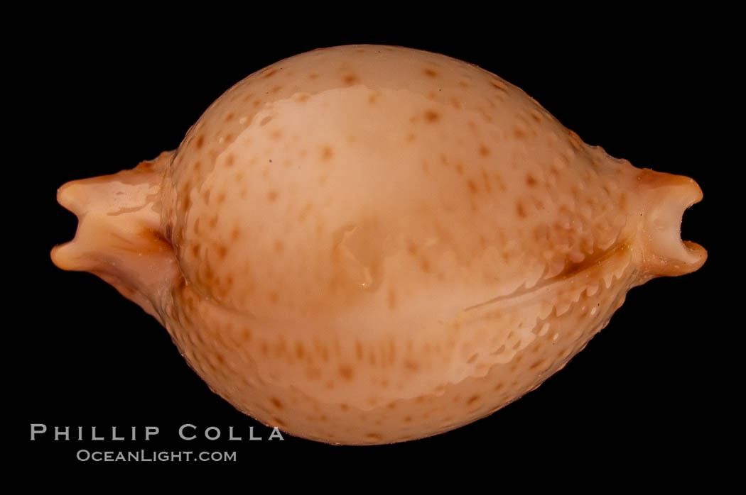 Chick-pea Cowrie., Cypraea cicercula, natural history stock photograph, photo id 08085