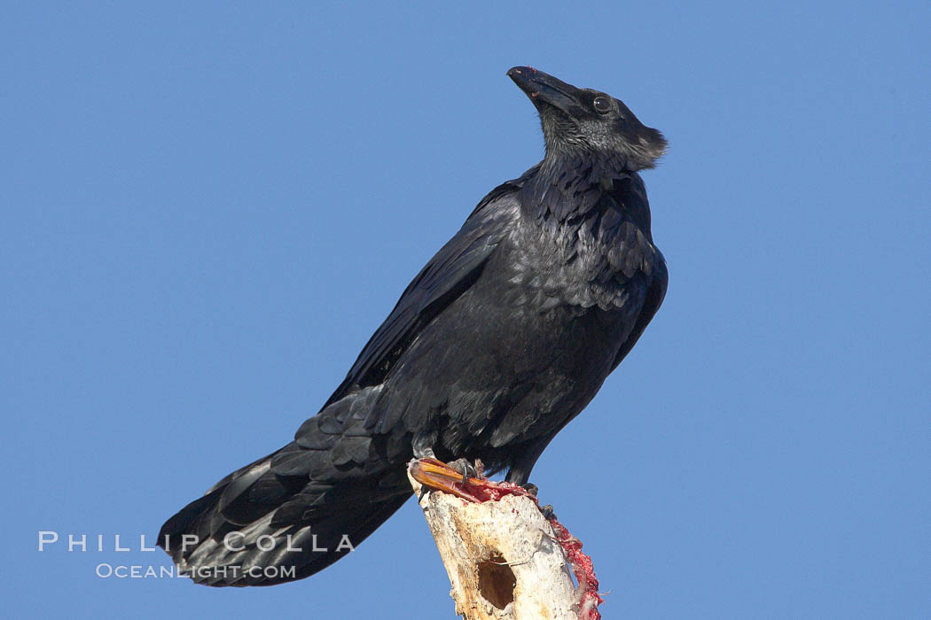 Chihuahuan raven eating the remains of what was likely a duck or a snow goose. Bosque del Apache National Wildlife Refuge, Socorro, New Mexico, USA, natural history stock photograph, photo id 21931