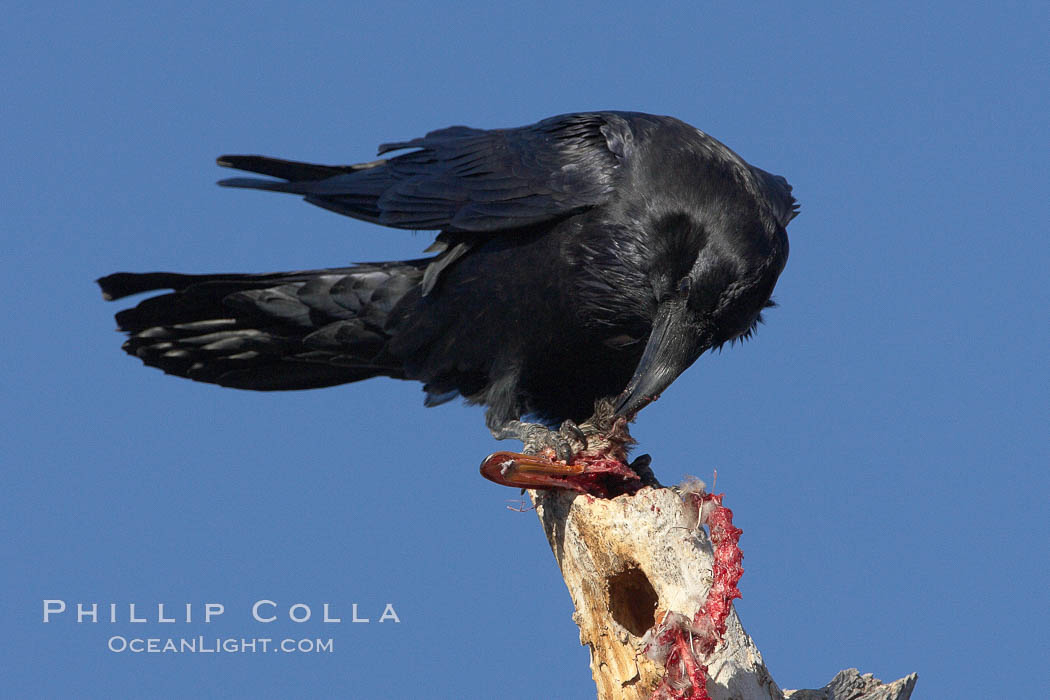 Chihuahuan raven eating the remains of what was likely a duck or a snow goose. Bosque del Apache National Wildlife Refuge, Socorro, New Mexico, USA, natural history stock photograph, photo id 22045