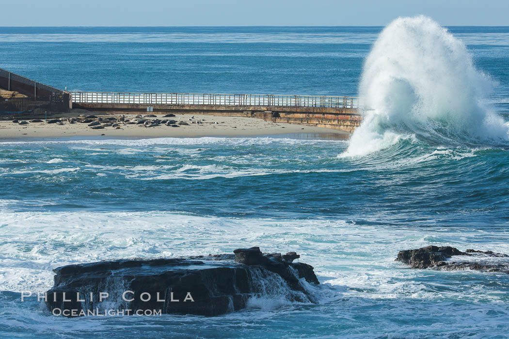 Big Surf breaks on Children's Pool, harbor seals protected on the beach. La Jolla, California, USA, natural history stock photograph, photo id 30198