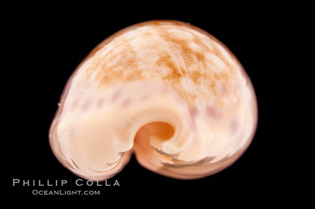 Chinese Cowrie., Cypraea chinensis, natural history stock photograph, photo id 08552