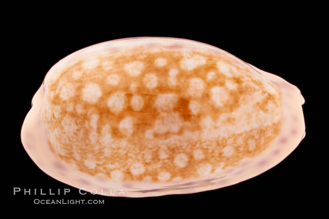 Chinese Cowrie., Cypraea chinensis, natural history stock photograph, photo id 08549