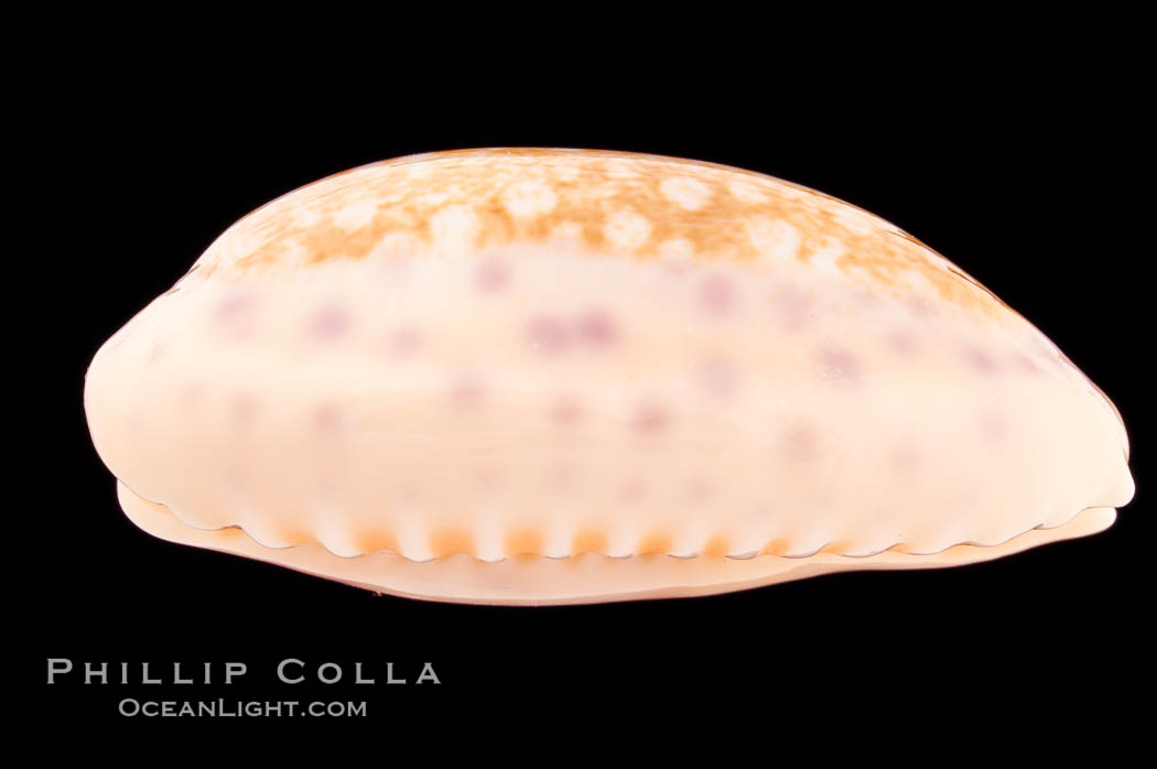 Chinese Cowrie., Cypraea chinensis, natural history stock photograph, photo id 08551