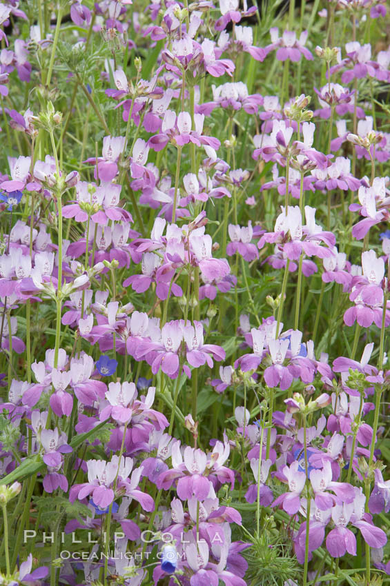 Chinese houses bloom in spring, Lake Elsinore. California, USA, Collinsia heterophylla, natural history stock photograph, photo id 11602
