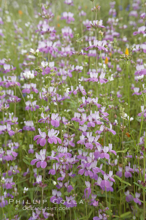 Chinese houses bloom in spring, Lake Elsinore. California, USA, Collinsia heterophylla, natural history stock photograph, photo id 11609
