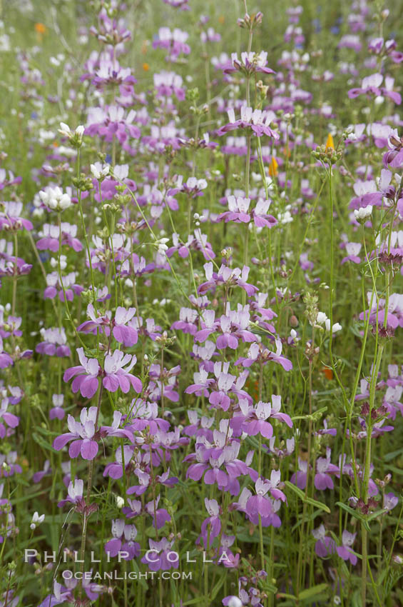 Chinese houses bloom in spring, Lake Elsinore. California, USA, Collinsia heterophylla, natural history stock photograph, photo id 11604