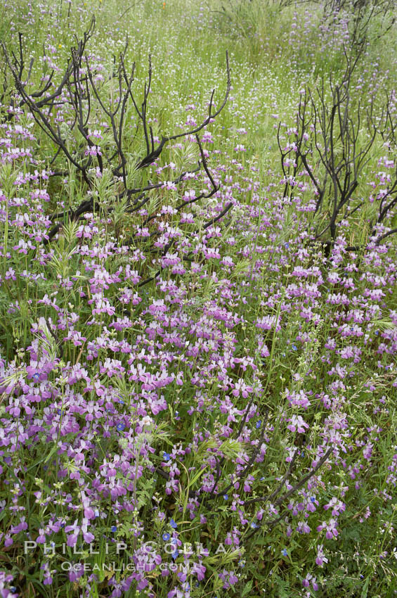 Chinese houses bloom in spring, Lake Elsinore. California, USA, Collinsia heterophylla, natural history stock photograph, photo id 11611