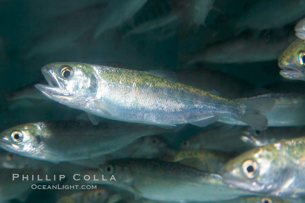 Chinook salmon (or King salmon), juvenile, 1 year old, raised in a tank for eventual release into the wild.  This fish will live to about 5 or 6 years before returning to the stream in which it was hatched to spawn and die., Oncorhynchus tshawytscha, natural history stock photograph, photo id 13685