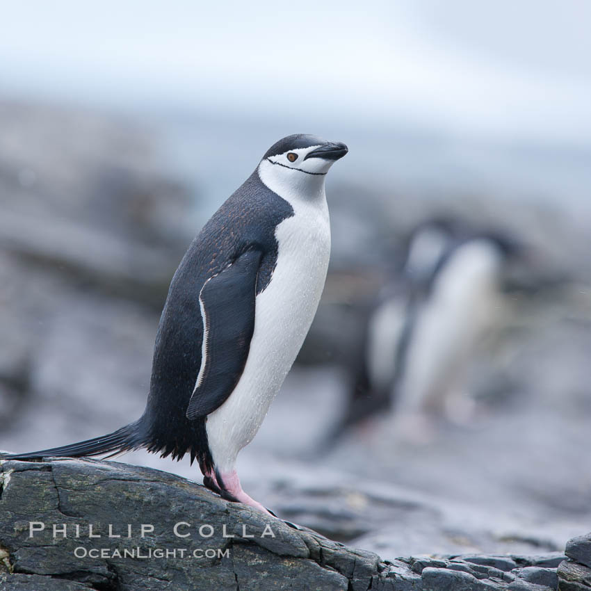 Chinstrap penguin. Shingle Cove, Coronation Island, South Orkney Islands, Southern Ocean, Pygoscelis antarcticus, natural history stock photograph, photo id 25167