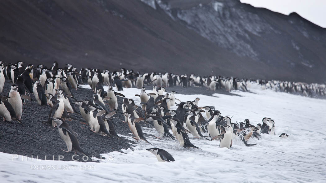 Chinstrap penguins at Bailey Head, Deception Island.  Chinstrap penguins enter and exit the surf on the black sand beach at Bailey Head on Deception Island.  Bailey Head is home to one of the largest colonies of chinstrap penguins in the world. Antarctic Peninsula, Antarctica, Pygoscelis antarcticus, natural history stock photograph, photo id 25462