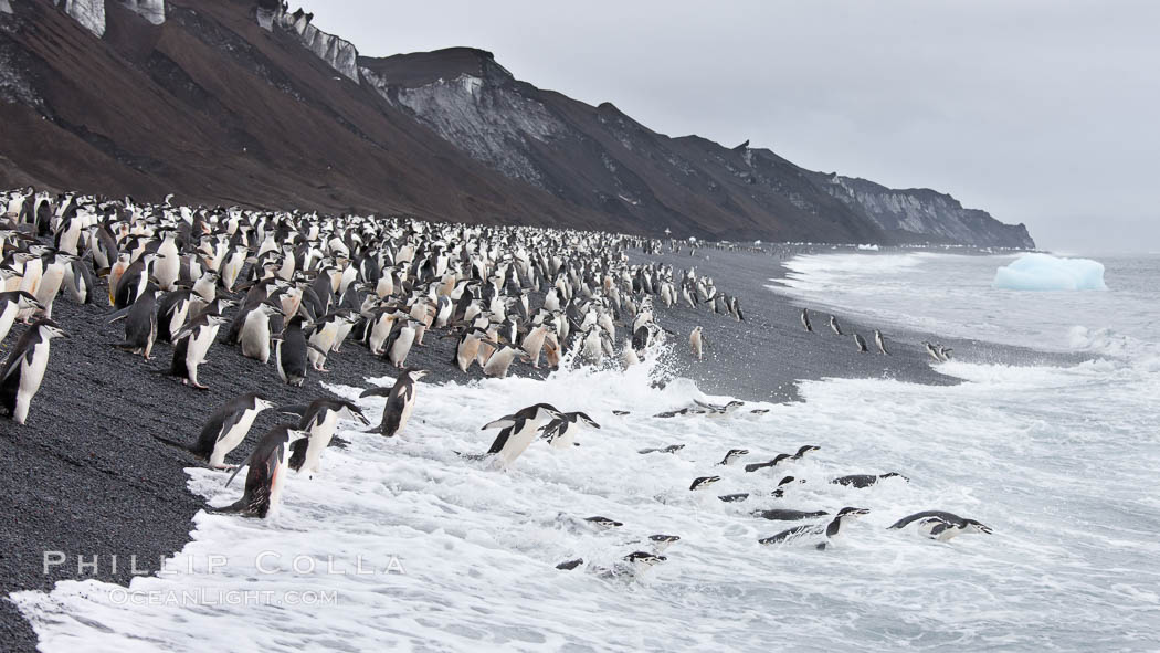 Chinstrap penguins at Bailey Head, Deception Island.  Chinstrap penguins enter and exit the surf on the black sand beach at Bailey Head on Deception Island.  Bailey Head is home to one of the largest colonies of chinstrap penguins in the world. Antarctic Peninsula, Antarctica, Pygoscelis antarcticus, natural history stock photograph, photo id 25466