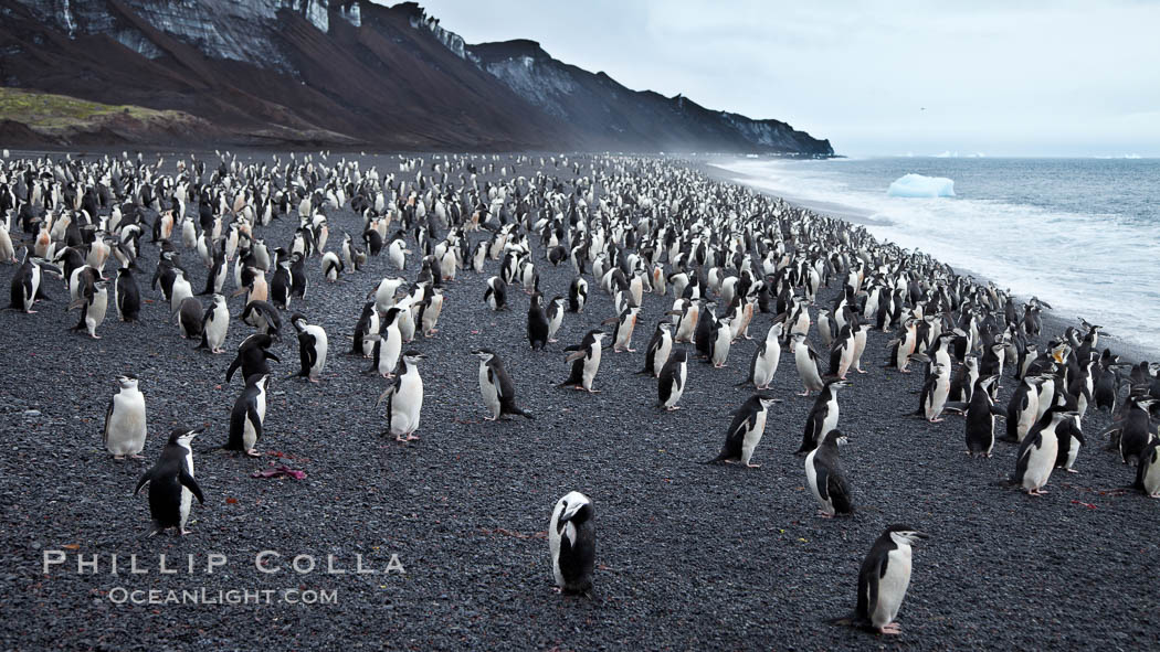 Chinstrap penguins at Bailey Head, Deception Island.  Chinstrap penguins enter and exit the surf on the black sand beach at Bailey Head on Deception Island.  Bailey Head is home to one of the largest colonies of chinstrap penguins in the world. Antarctic Peninsula, Antarctica, Pygoscelis antarcticus, natural history stock photograph, photo id 25470