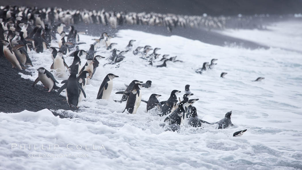 Chinstrap penguins at Bailey Head, Deception Island.  Chinstrap penguins enter and exit the surf on the black sand beach at Bailey Head on Deception Island.  Bailey Head is home to one of the largest colonies of chinstrap penguins in the world. Antarctic Peninsula, Antarctica, Pygoscelis antarcticus, natural history stock photograph, photo id 25474