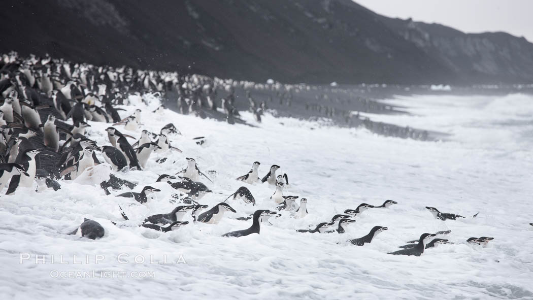 Chinstrap penguins at Bailey Head, Deception Island.  Chinstrap penguins enter and exit the surf on the black sand beach at Bailey Head on Deception Island.  Bailey Head is home to one of the largest colonies of chinstrap penguins in the world. Antarctic Peninsula, Antarctica, Pygoscelis antarcticus, natural history stock photograph, photo id 25478