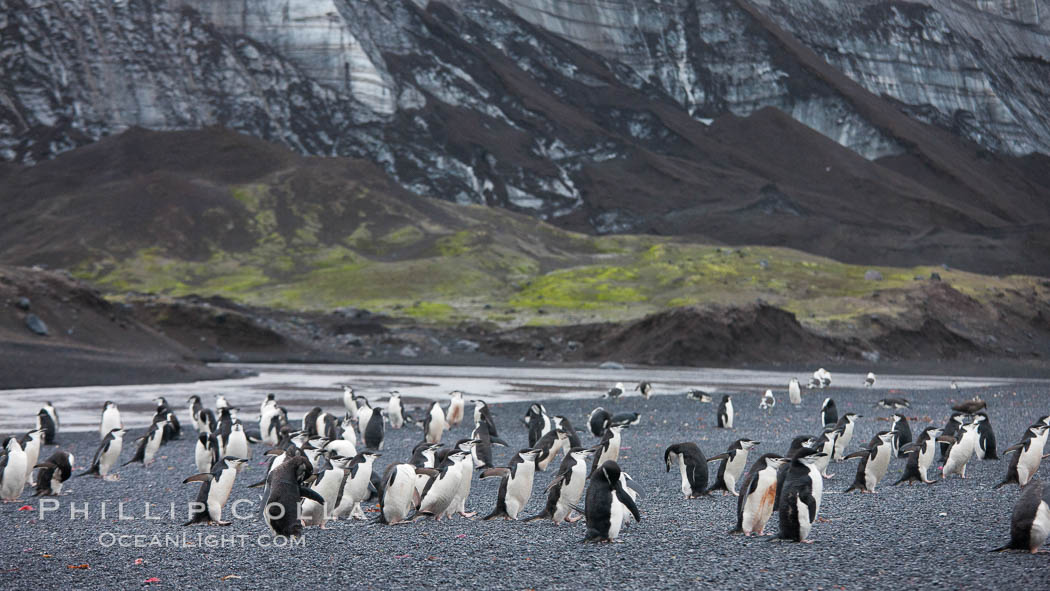 Chinstrap penguins at Bailey Head, Deception Island.  Chinstrap penguins enter and exit the surf on the black sand beach at Bailey Head on Deception Island.  Bailey Head is home to one of the largest colonies of chinstrap penguins in the world. Antarctic Peninsula, Antarctica, Pygoscelis antarcticus, natural history stock photograph, photo id 25482