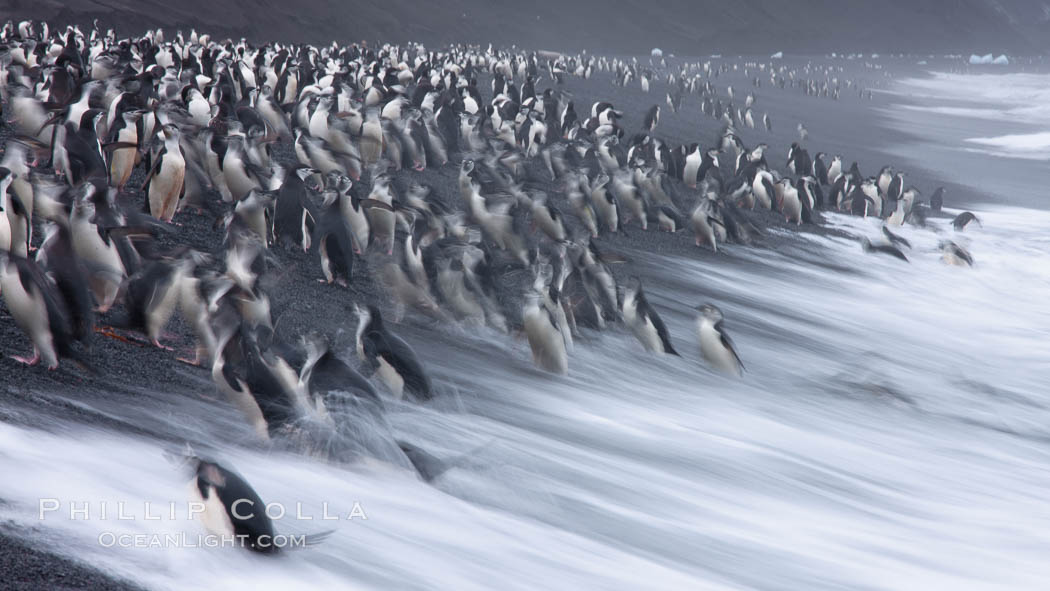 Chinstrap penguins at Bailey Head, Deception Island.  Chinstrap penguins enter and exit the surf on the black sand beach at Bailey Head on Deception Island.  Bailey Head is home to one of the largest colonies of chinstrap penguins in the world. Antarctic Peninsula, Antarctica, Pygoscelis antarcticus, natural history stock photograph, photo id 25486