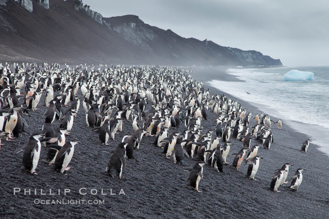 Chinstrap penguins at Bailey Head, Deception Island.  Chinstrap penguins enter and exit the surf on the black sand beach at Bailey Head on Deception Island.  Bailey Head is home to one of the largest colonies of chinstrap penguins in the world. Antarctic Peninsula, Antarctica, Pygoscelis antarcticus, natural history stock photograph, photo id 25490