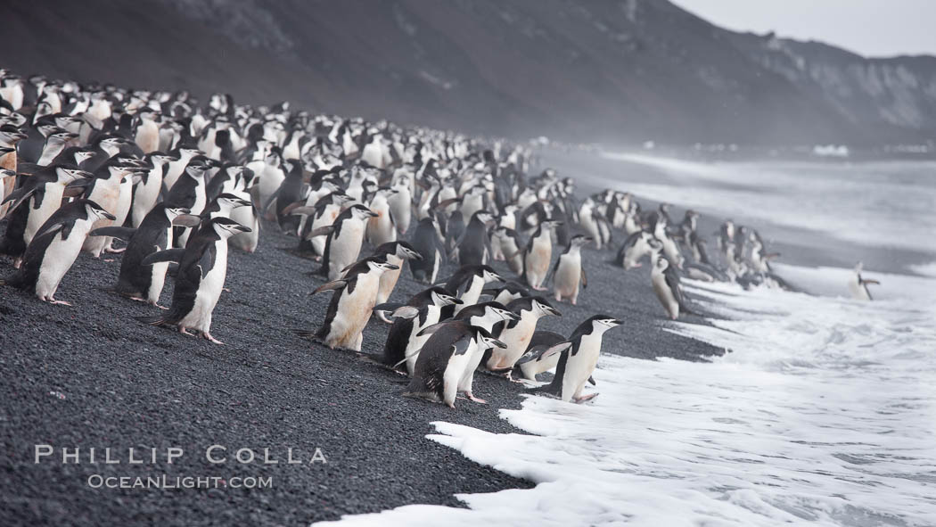 Chinstrap penguins at Bailey Head, Deception Island.  Chinstrap penguins enter and exit the surf on the black sand beach at Bailey Head on Deception Island.  Bailey Head is home to one of the largest colonies of chinstrap penguins in the world. Antarctic Peninsula, Antarctica, Pygoscelis antarcticus, natural history stock photograph, photo id 25452