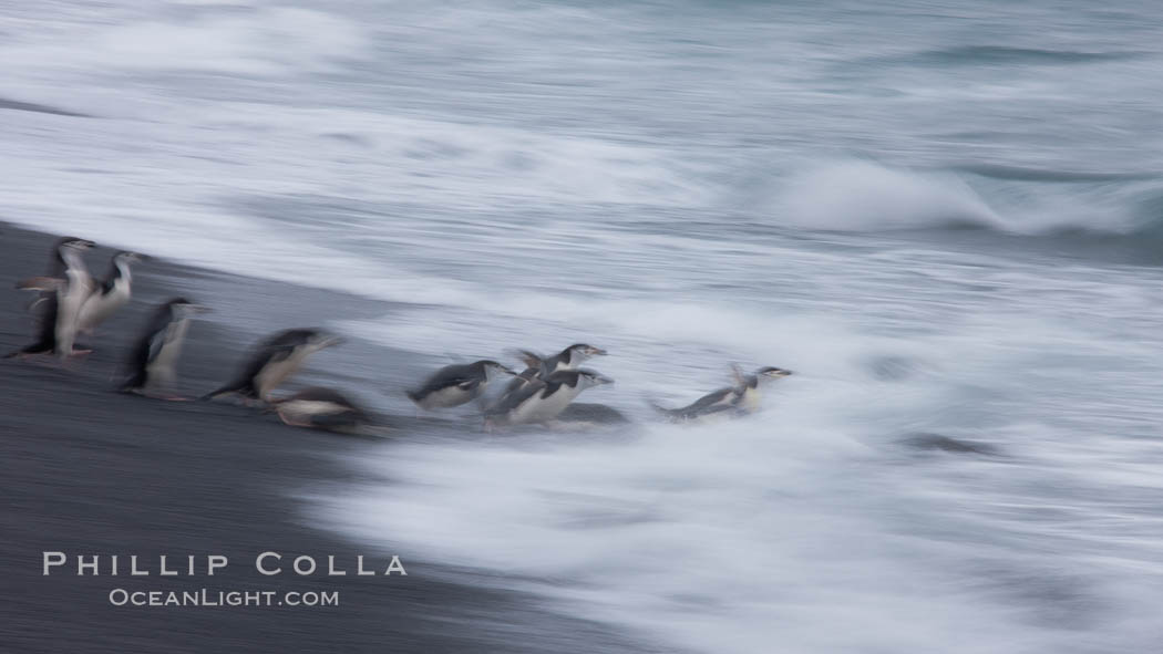 Chinstrap penguins at Bailey Head, Deception Island.  Chinstrap penguins enter and exit the surf on the black sand beach at Bailey Head on Deception Island.  Bailey Head is home to one of the largest colonies of chinstrap penguins in the world. Antarctic Peninsula, Antarctica, Pygoscelis antarcticus, natural history stock photograph, photo id 25464