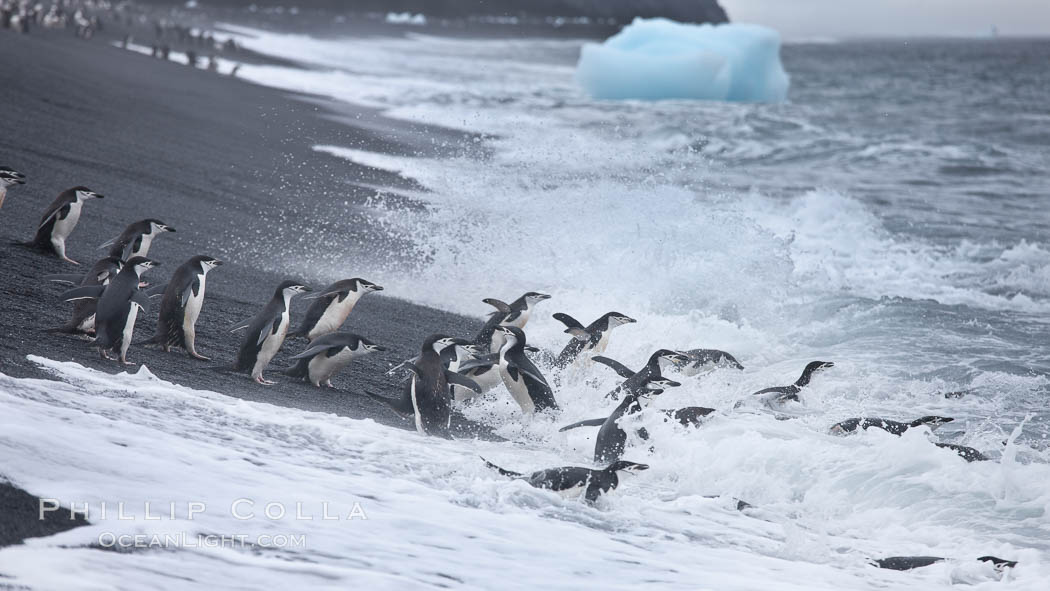 Chinstrap penguins at Bailey Head, Deception Island.  Chinstrap penguins enter and exit the surf on the black sand beach at Bailey Head on Deception Island.  Bailey Head is home to one of the largest colonies of chinstrap penguins in the world. Antarctic Peninsula, Antarctica, Pygoscelis antarcticus, natural history stock photograph, photo id 25476