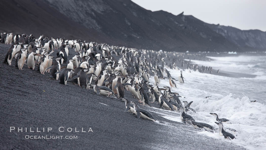 Chinstrap penguins at Bailey Head, Deception Island.  Chinstrap penguins enter and exit the surf on the black sand beach at Bailey Head on Deception Island.  Bailey Head is home to one of the largest colonies of chinstrap penguins in the world. Antarctic Peninsula, Antarctica, Pygoscelis antarcticus, natural history stock photograph, photo id 25480