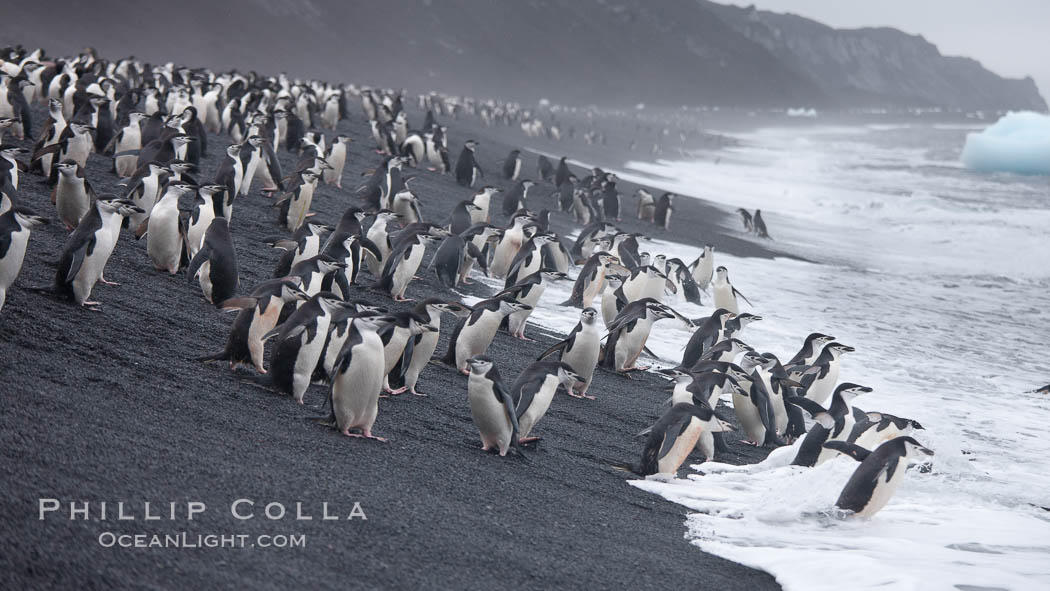 Chinstrap penguins at Bailey Head, Deception Island.  Chinstrap penguins enter and exit the surf on the black sand beach at Bailey Head on Deception Island.  Bailey Head is home to one of the largest colonies of chinstrap penguins in the world. Antarctic Peninsula, Antarctica, Pygoscelis antarcticus, natural history stock photograph, photo id 25484