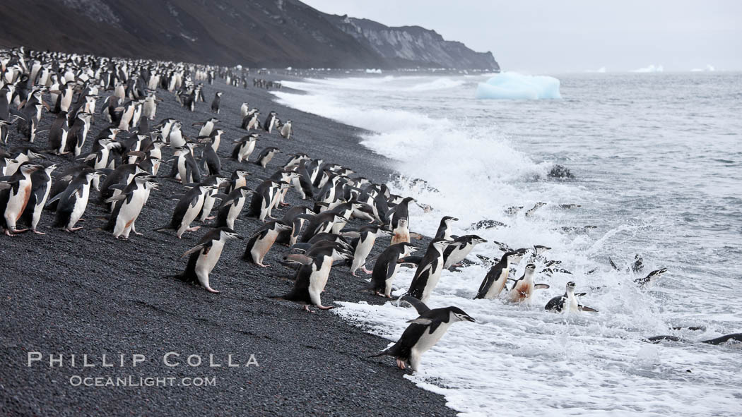 Chinstrap penguins at Bailey Head, Deception Island.  Chinstrap penguins enter and exit the surf on the black sand beach at Bailey Head on Deception Island.  Bailey Head is home to one of the largest colonies of chinstrap penguins in the world. Antarctic Peninsula, Antarctica, Pygoscelis antarcticus, natural history stock photograph, photo id 25488