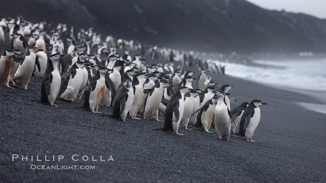 Chinstrap penguins at Bailey Head, Deception Island.  Chinstrap penguins enter and exit the surf on the black sand beach at Bailey Head on Deception Island.  Bailey Head is home to one of the largest colonies of chinstrap penguins in the world. Antarctic Peninsula, Antarctica, Pygoscelis antarcticus, natural history stock photograph, photo id 25451