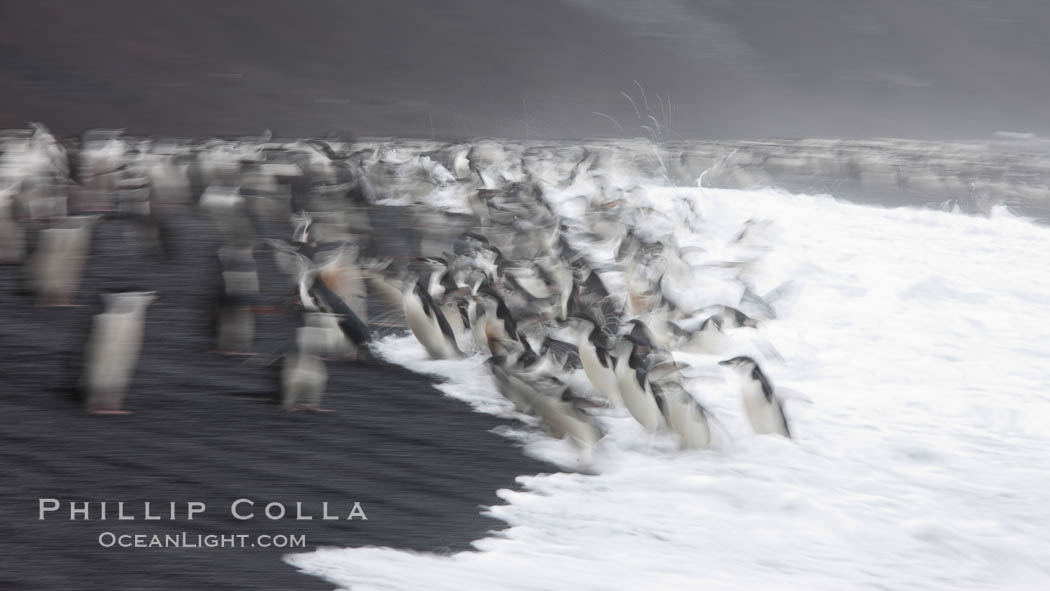 Chinstrap penguins at Bailey Head, Deception Island.  Chinstrap penguins enter and exit the surf on the black sand beach at Bailey Head on Deception Island.  Bailey Head is home to one of the largest colonies of chinstrap penguins in the world. Antarctic Peninsula, Antarctica, Pygoscelis antarcticus, natural history stock photograph, photo id 25463