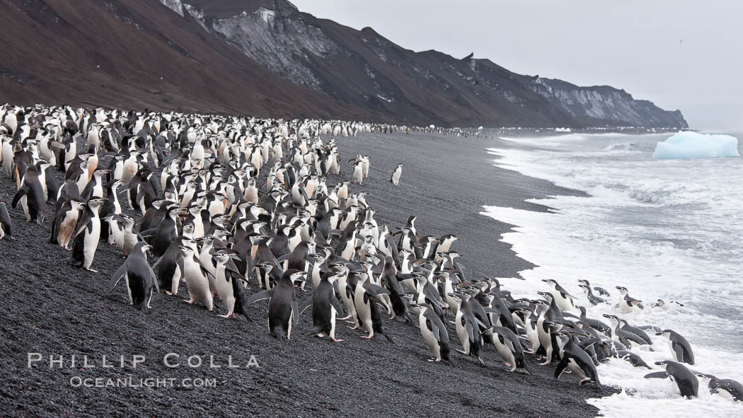 Chinstrap penguins at Bailey Head, Deception Island.  Chinstrap penguins enter and exit the surf on the black sand beach at Bailey Head on Deception Island.  Bailey Head is home to one of the largest colonies of chinstrap penguins in the world. Antarctic Peninsula, Antarctica, Pygoscelis antarcticus, natural history stock photograph, photo id 25467