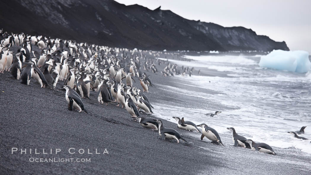 Chinstrap penguins at Bailey Head, Deception Island.  Chinstrap penguins enter and exit the surf on the black sand beach at Bailey Head on Deception Island.  Bailey Head is home to one of the largest colonies of chinstrap penguins in the world. Antarctic Peninsula, Antarctica, Pygoscelis antarcticus, natural history stock photograph, photo id 25479