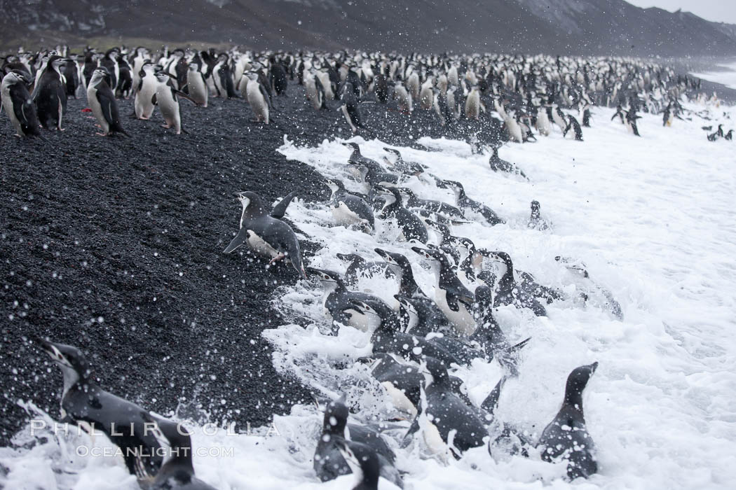 Chinstrap penguins at Bailey Head, Deception Island.  Chinstrap penguins enter and exit the surf on the black sand beach at Bailey Head on Deception Island.  Bailey Head is home to one of the largest colonies of chinstrap penguins in the world. Antarctic Peninsula, Antarctica, Pygoscelis antarcticus, natural history stock photograph, photo id 25483