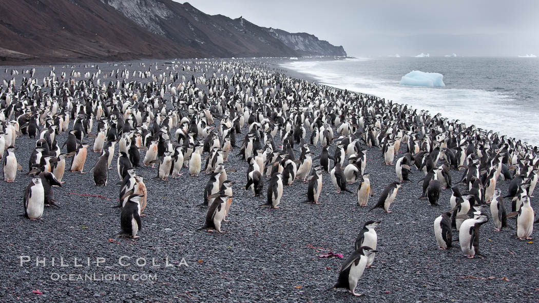 Chinstrap penguins at Bailey Head, Deception Island.  Chinstrap penguins enter and exit the surf on the black sand beach at Bailey Head on Deception Island.  Bailey Head is home to one of the largest colonies of chinstrap penguins in the world. Antarctic Peninsula, Antarctica, Pygoscelis antarcticus, natural history stock photograph, photo id 25487